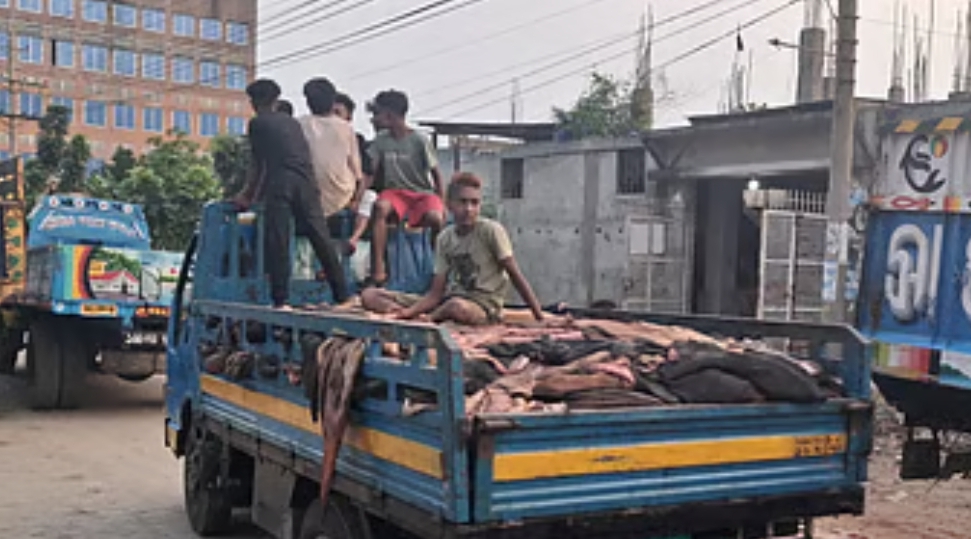 সাভারে ট্যানারিতে গুলোতে এসেছে দেড় লাখের বেশি কোরবানির পশুর চামড়া